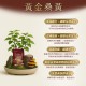 黃金桑黃-萃取膠囊 (6入盒裝/共60粒)