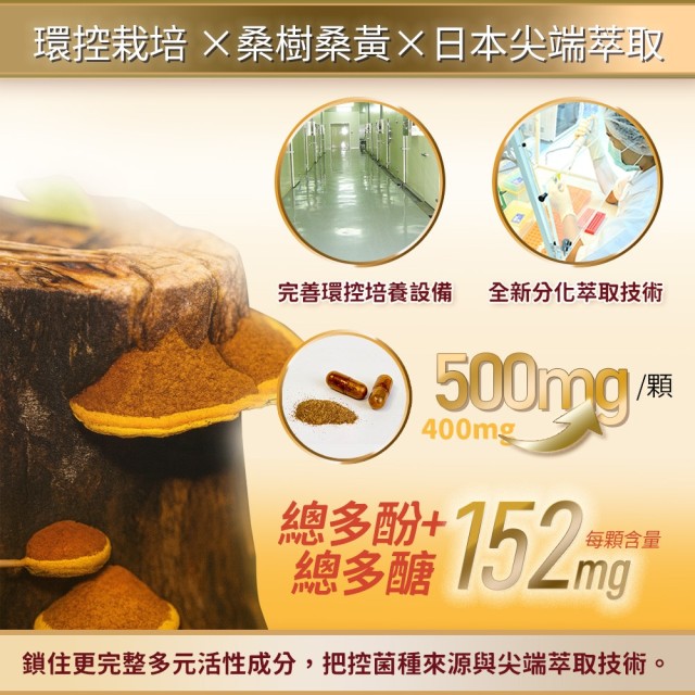 黃金桑黃-萃取膠囊 (6入盒裝/共60粒)